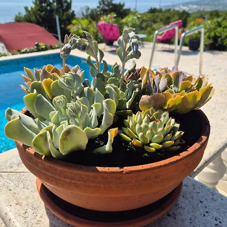 Apartman Aleksandar Šmrika